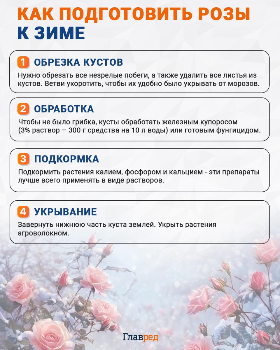 Kaip paruošti rožes žiemai infografikas